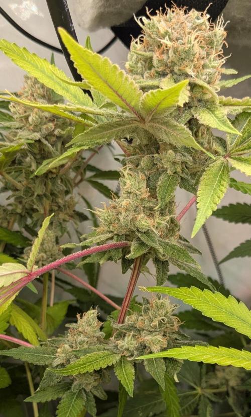 Wappa, Apricot Candy, Peach Frosting. Week 13