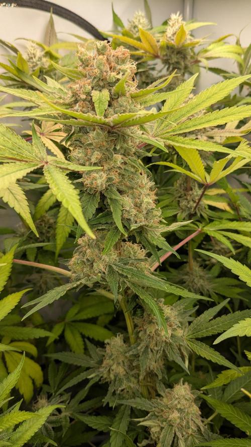 Wappa, Apricot Candy, Peach Frosting. Week 13