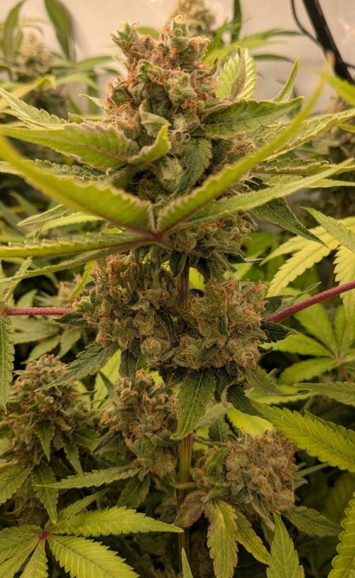 Wappa, Apricot Candy, Peach Frosting. Week 13