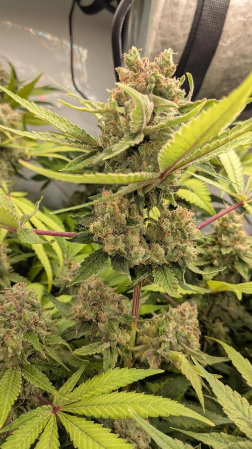 Wappa, Apricot Candy, Peach Frosting. Week 13