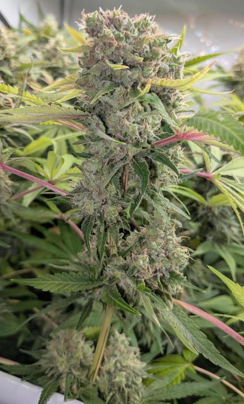 Wappa, Apricot Candy, Peach Frosting. Week 13