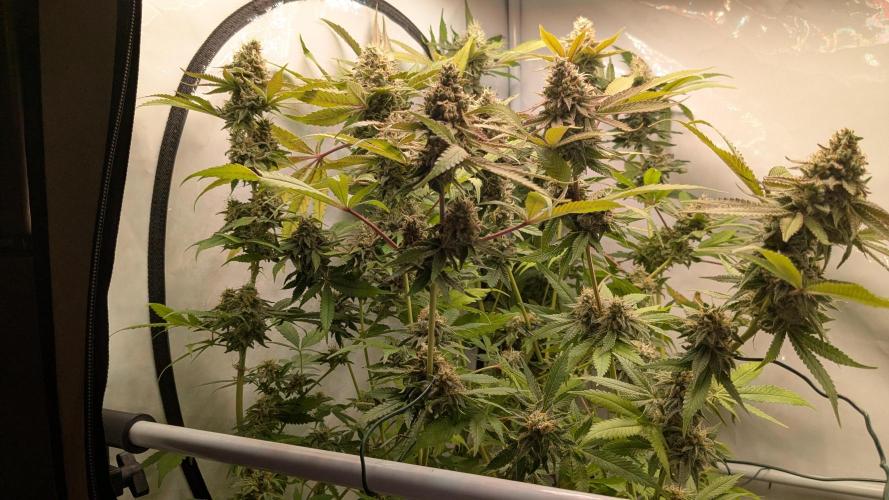 Wappa, Apricot Candy, Peach Frosting. Week 13