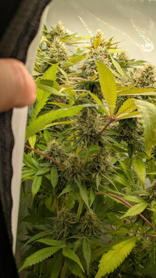 Wappa, Apricot Candy, Peach Frosting. Week 13
