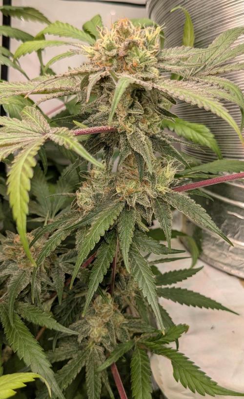 Wappa, Apricot Candy, Peach Frosting. Week 13