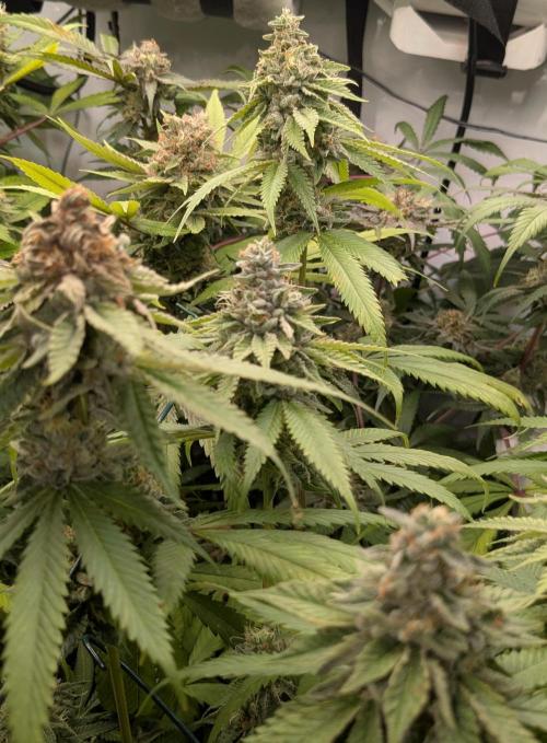 Wappa, Apricot Candy, Peach Frosting. Week 13