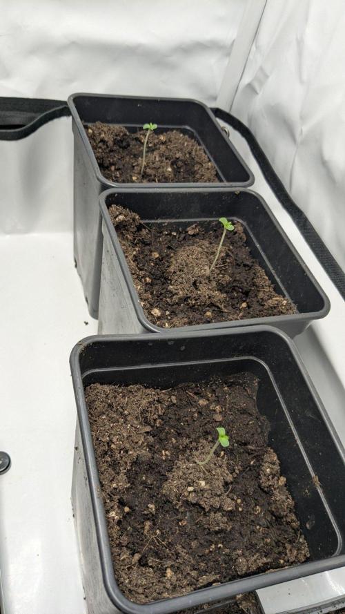 Momo and caramba. Week 0