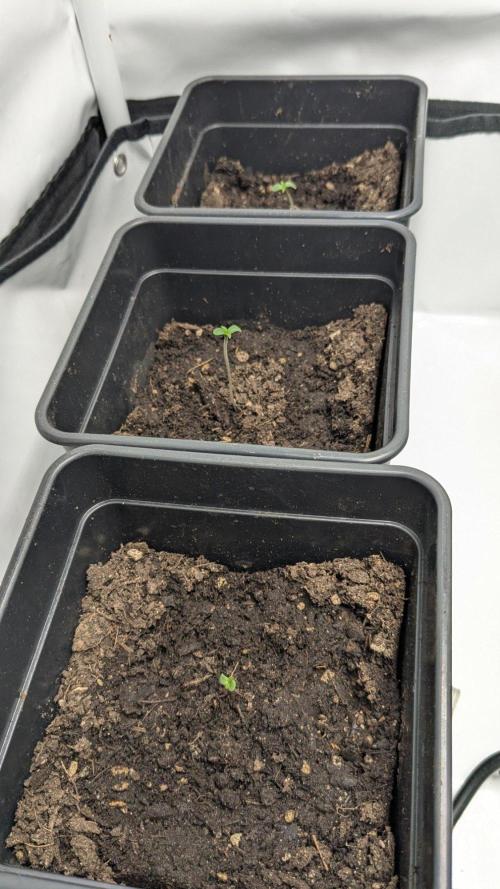 Momo and caramba. Week 0