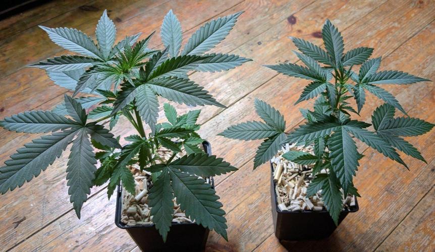 Momo and caramba. Week 2