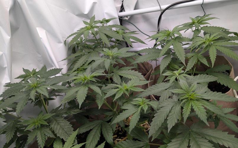 Momo and caramba. Week 3