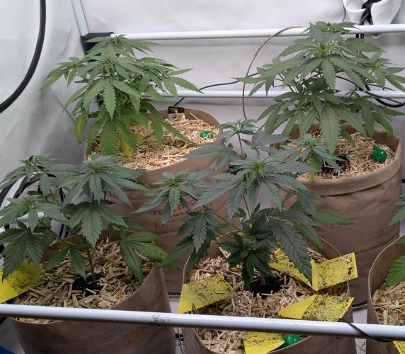 Momo and caramba. Week 4