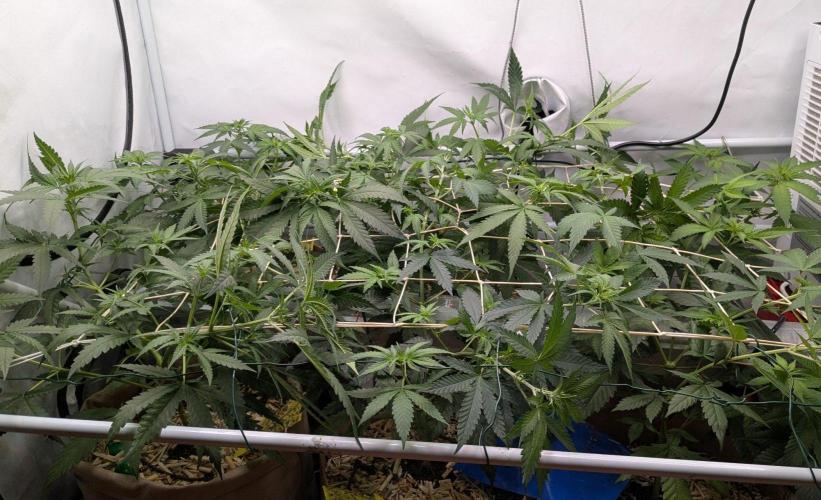 Momo and caramba. Week 5