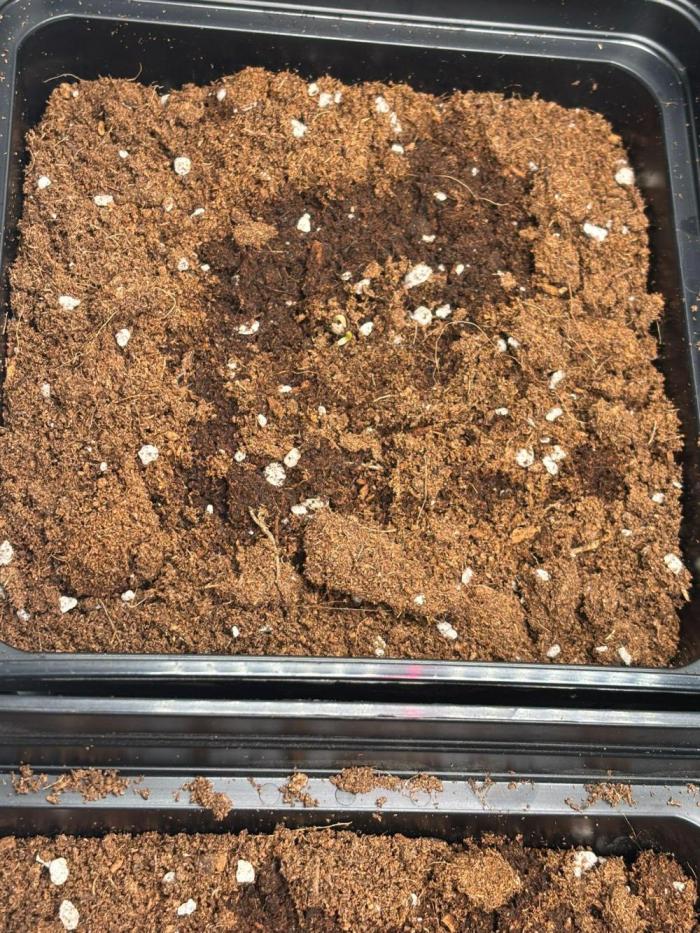 Critical XXL Auto GB. Week 0