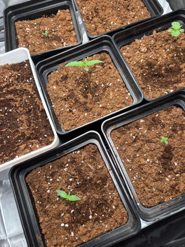 Critical XXL Auto GB. Week 1