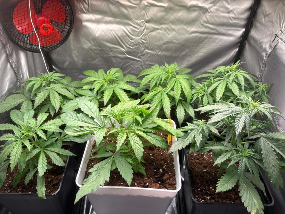 Critical XXL Auto GB. Week 2