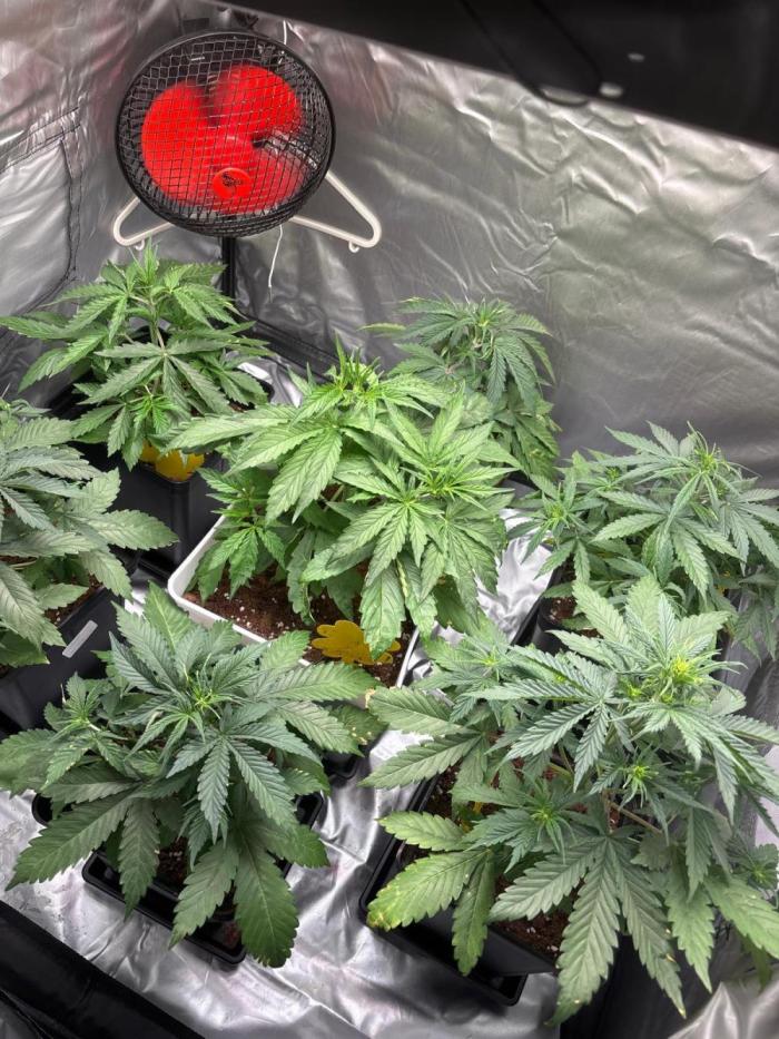 Critical XXL Auto GB. Week 3