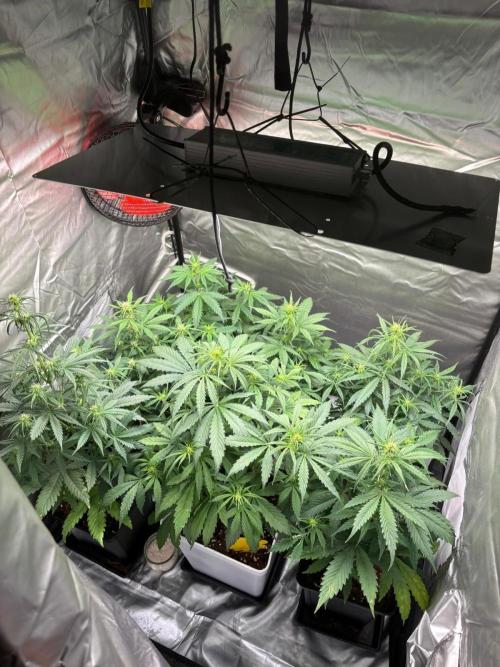 Critical XXL Auto GB. Week 4