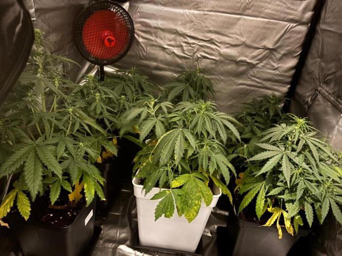 Critical XXL Auto GB. Week 4