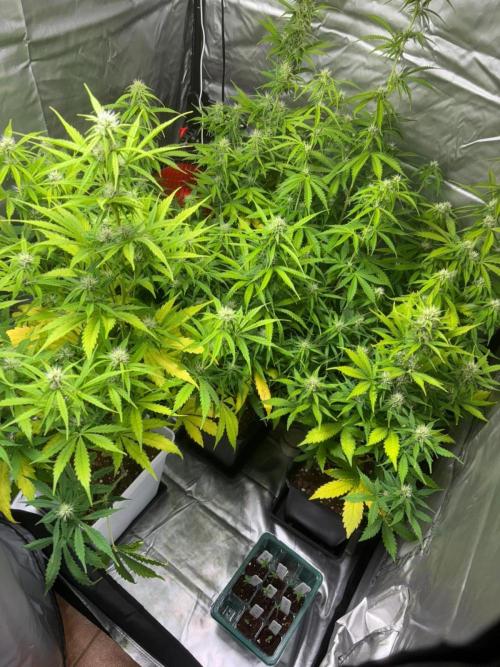 Critical XXL Auto GB. Week 5