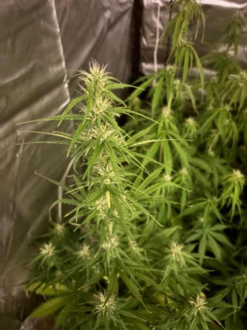 Critical XXL Auto GB. Week 5