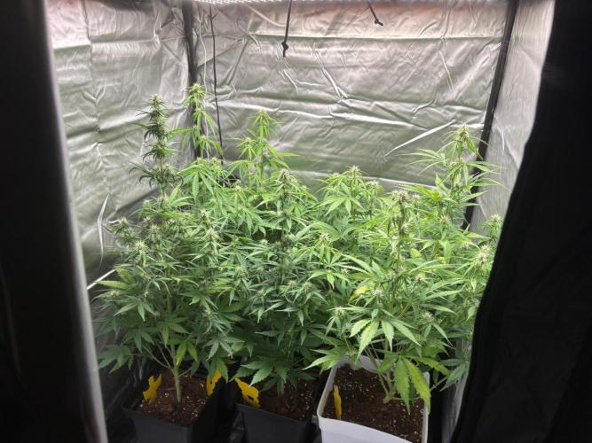 Critical XXL Auto GB. Week 5