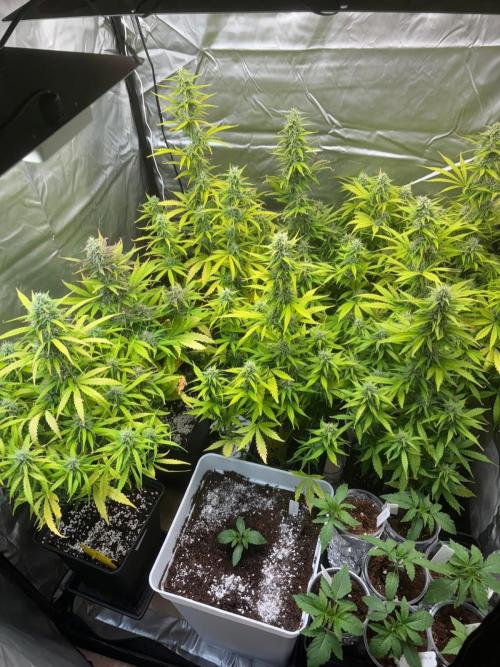 Critical XXL Auto GB. Week 6