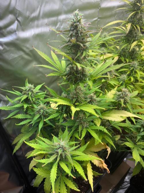 Critical XXL Auto GB. Week 6