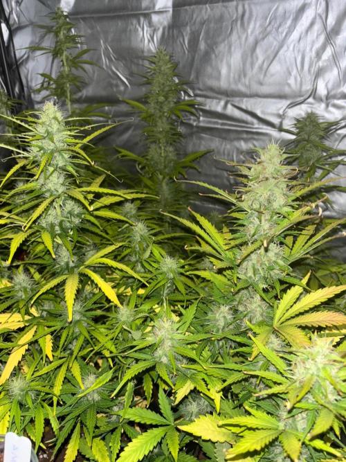 Critical XXL Auto GB. Week 6