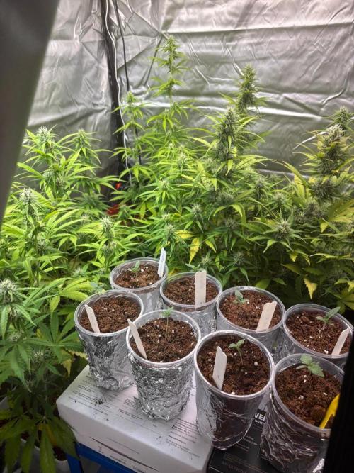 Critical XXL Auto GB. Week 6