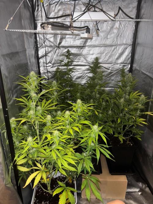 Critical XXL Auto GB. Week 6