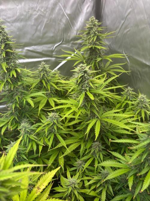 Critical XXL Auto GB. Week 7