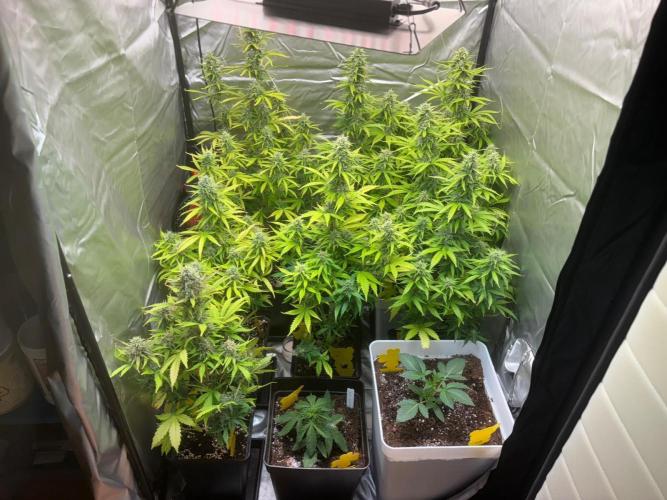 Critical XXL Auto GB. Week 7