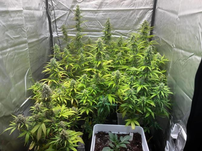 Critical XXL Auto GB. Week 7