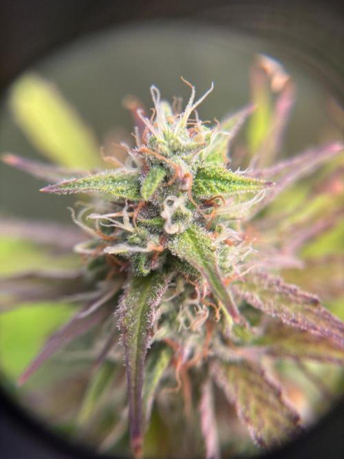 Critical XXL Auto GB. Week 7