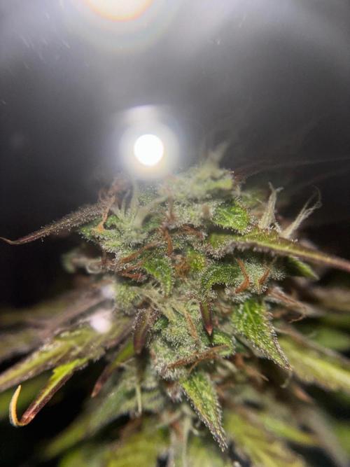 Critical XXL Auto GB. Week 8