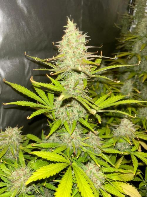 Critical XXL Auto GB. Week 8