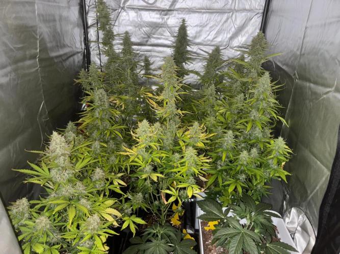 Critical XXL Auto GB. Week 8