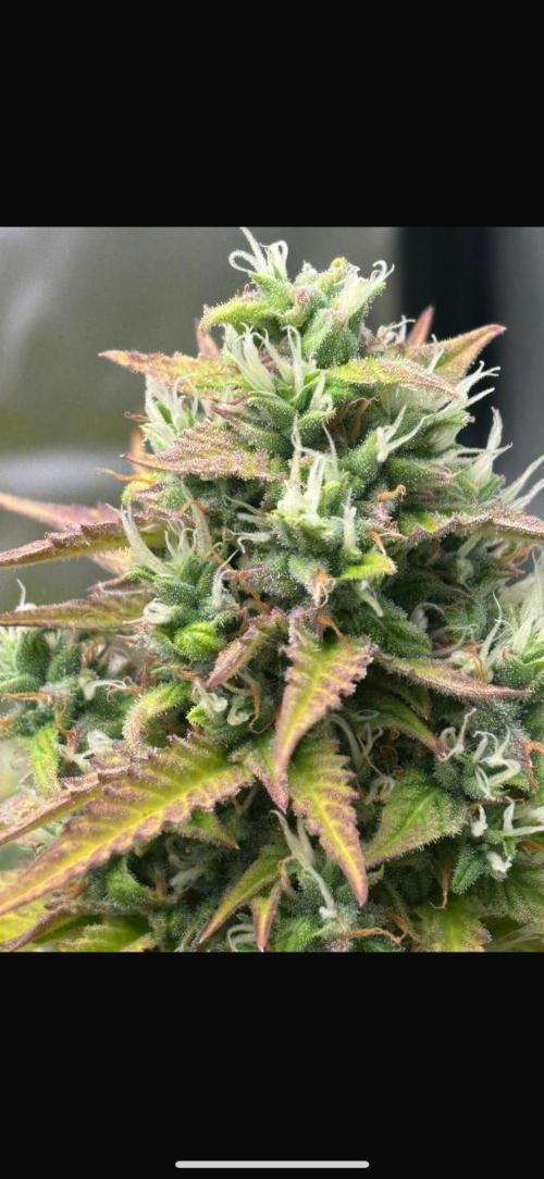 Critical XXL Auto GB. Week 8