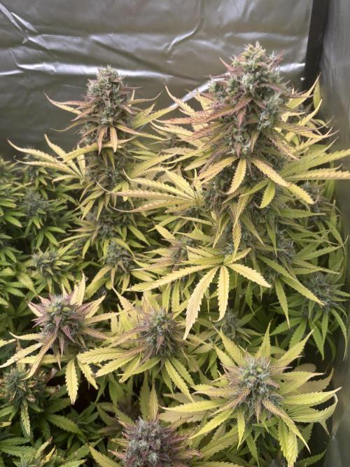 Critical XXL Auto GB. Week 9