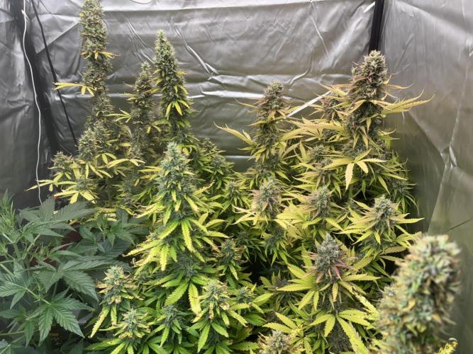 Critical XXL Auto GB. Week 9