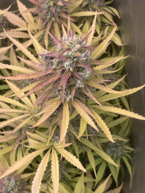 Critical XXL Auto GB. Week 9