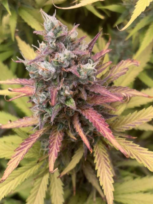 Critical XXL Auto GB. Week 9