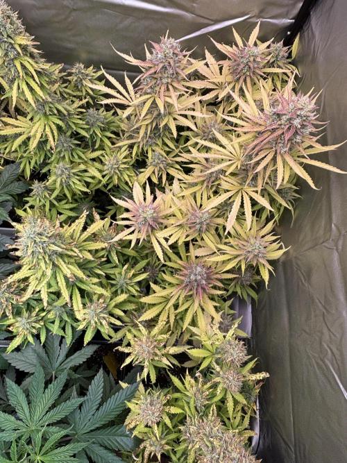 Critical XXL Auto GB. Week 9