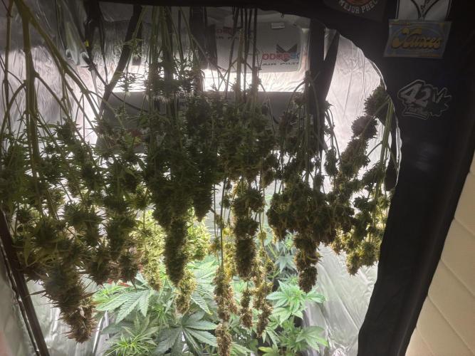 Critical XXL Auto GB. Week 10