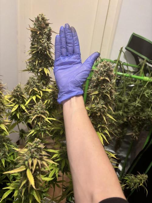 Critical XXL Auto GB. Week 10