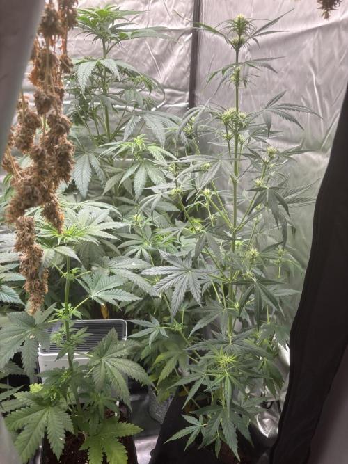 Popurrí de plantas. Week 6