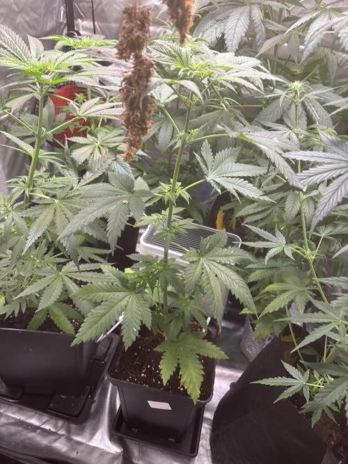 Popurrí de plantas. Week 6