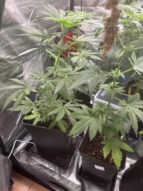 Popurrí de plantas. Week 6