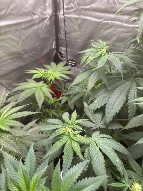 Popurrí de plantas. Week 6