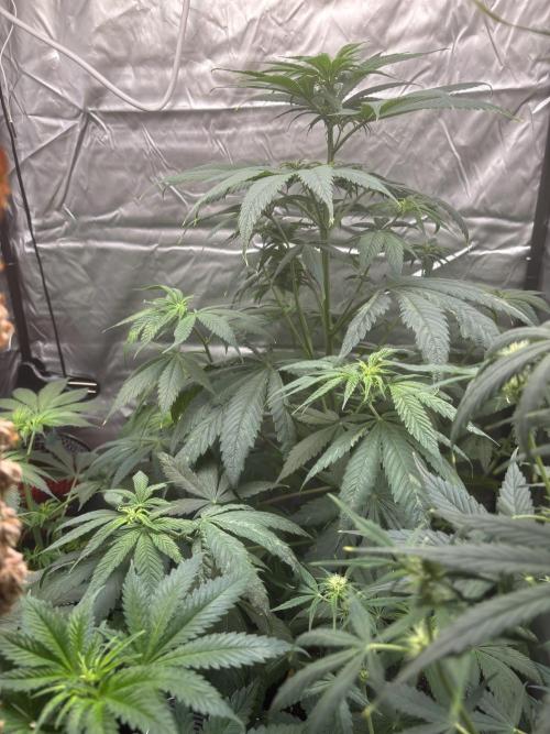 Popurrí de plantas. Week 6