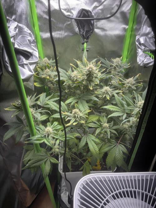 Popurrí de plantas. Week 7 - (Sherbet auto)